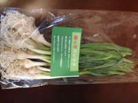 姫っ子ニンニク　10本入り